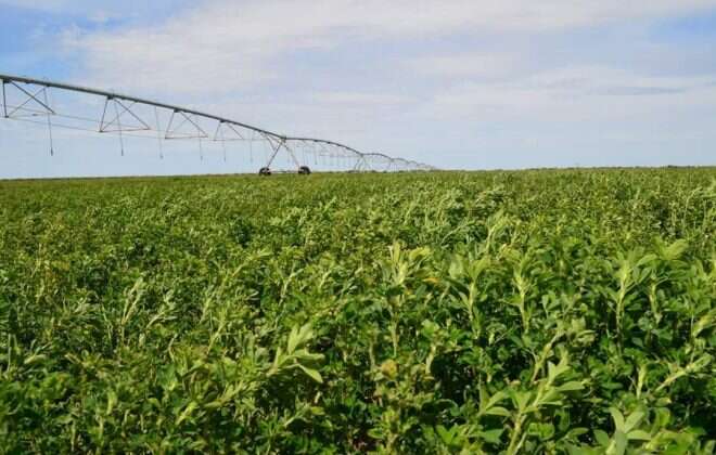 Concurso de Calidad de Heno de Alfalfa 2020