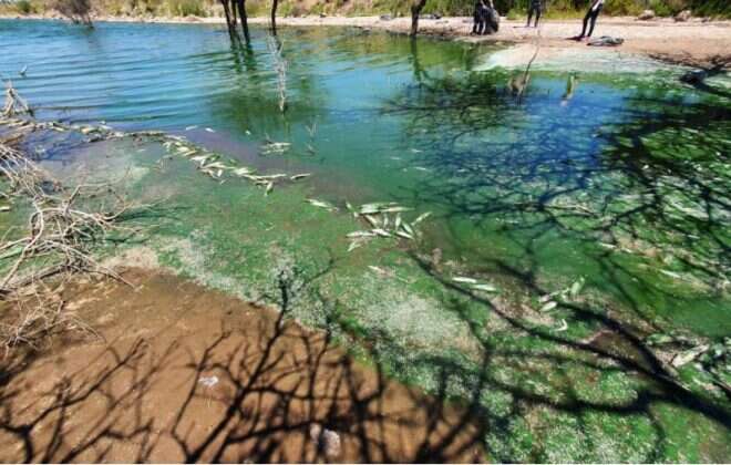 Se abordó la situación de mortandad de peces en Bajo Giuliani