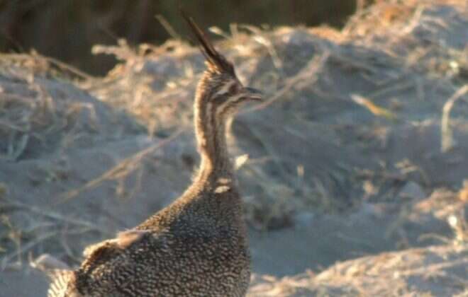 Operativo contra la tenencia y comercialización de fauna prohibida