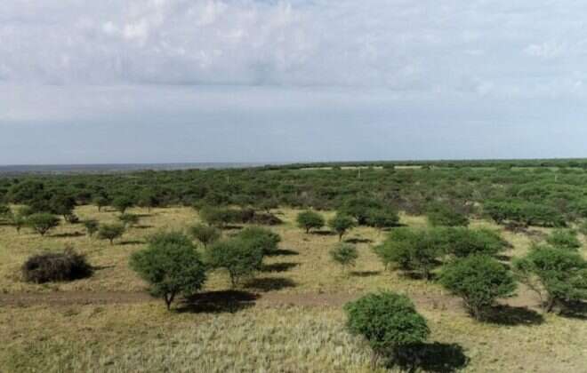 La Provincia comprará 5.000 hectáreas para concretar el “Parque Nacional El Caldenal”