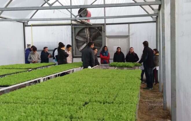 Recomendaciones para la producción hortícola invernal