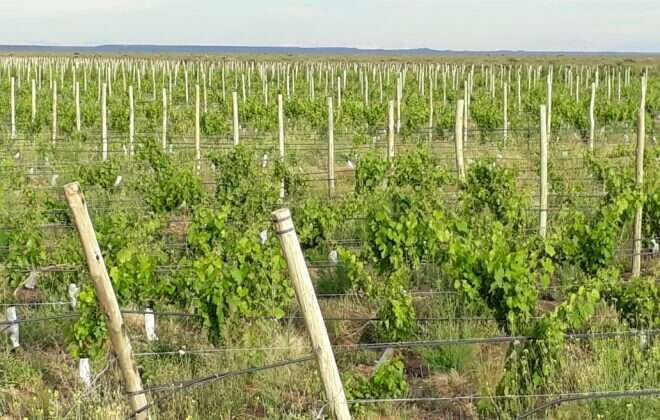 Continúa creciendo la Viticultura en Casa de Piedra