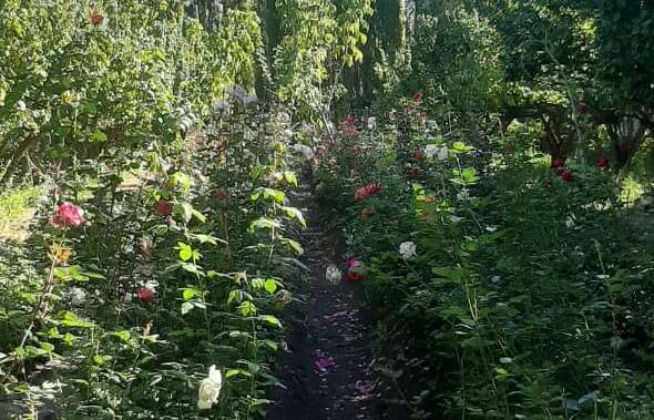 Productor plantó un millar de bulbos de tulipanes en 25 de Mayo