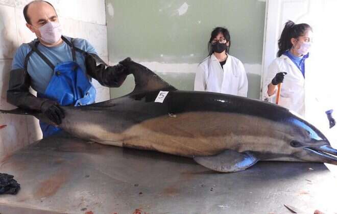 Aparecieron muertos 16 delfines en la costa de San Antonio Oeste