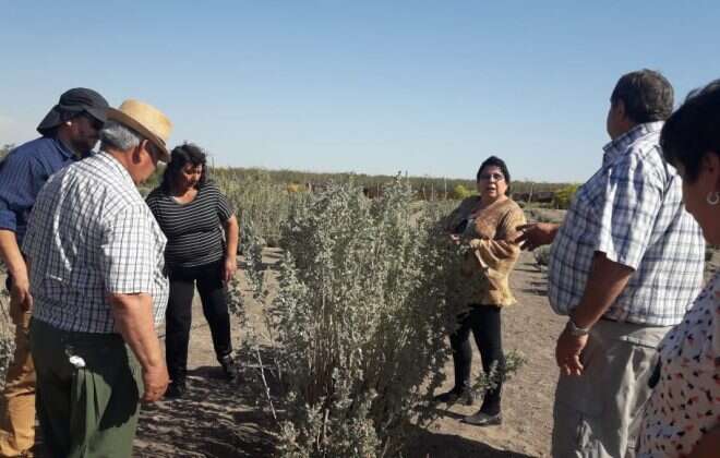 Se presentó Atriplex, una especie forrajera apta para el oeste pampeano