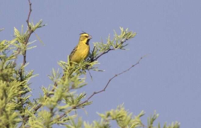 Evaluación en las poblaciones de cardenal amarillo