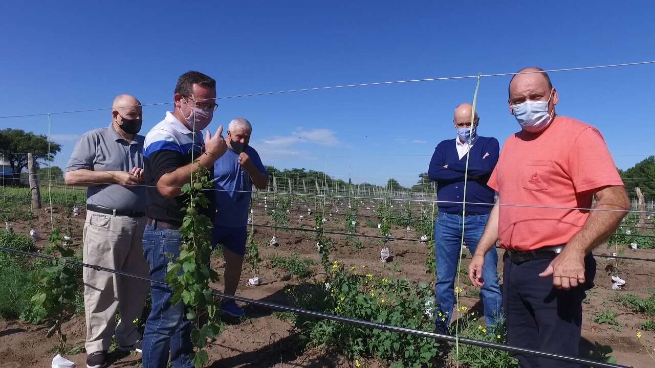 Asesoramiento y recorrido de viñedos de Pichi Huinca