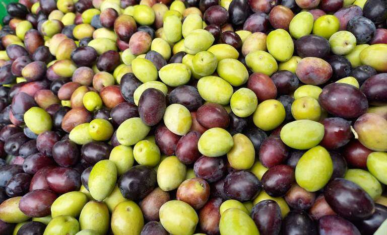 Anticipan cosecha récord de aceitunas en Casa de Piedra, dicen que alcanzará los 4.000 kilogramos