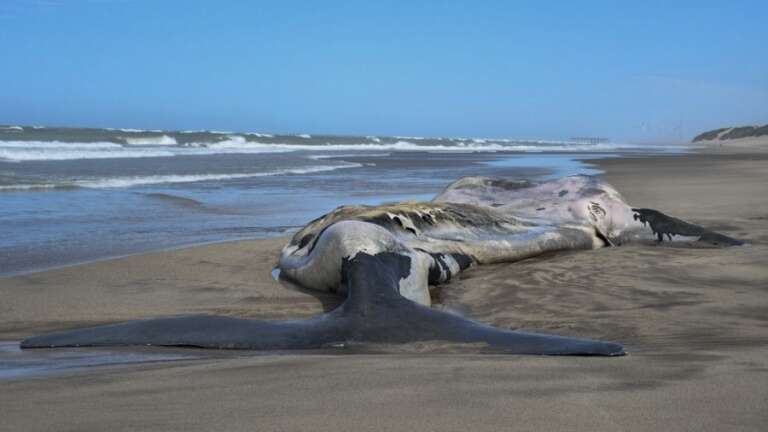 Chubut: Siguen apareciendo ballenas muertas en Península de Valdés
