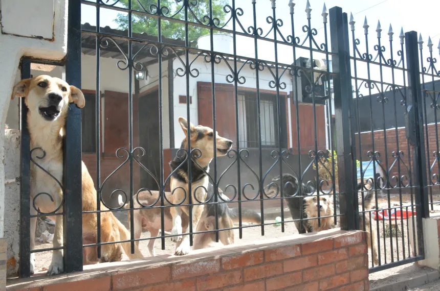 Santa Rosa: Encontraron muerta a una mujer y sus perros habían comido parte de su cuerpo