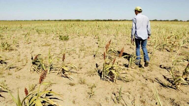 La sequía en el campo argentino es la peor desde que comenzó el nuevo siglo, en La Pampa podría llover la semana que viene