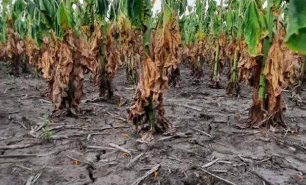 Las pérdidas reestimadas por sequía en la cosecha de soja y maíz superan los US$19 mil millones
