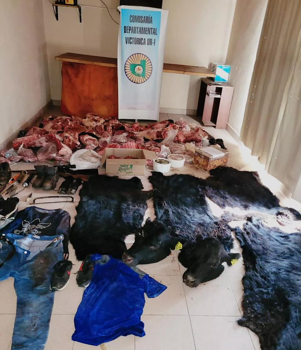 Victorica: Seis allanamientos y cuatro detenidos por el robo de vacunos a la Escuela Agrotécnica