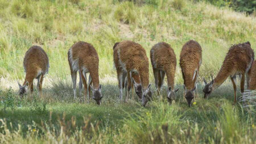 Suman 31 guanacos a la población del Parque Luro