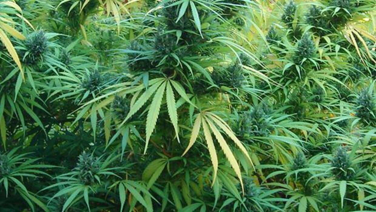 General Acha: Producirán cannabis medicinal en la Huerta Municipal