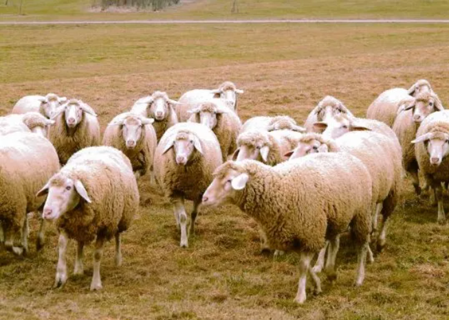 Argentina exportará ovinos, caprinos y material genético a Chile