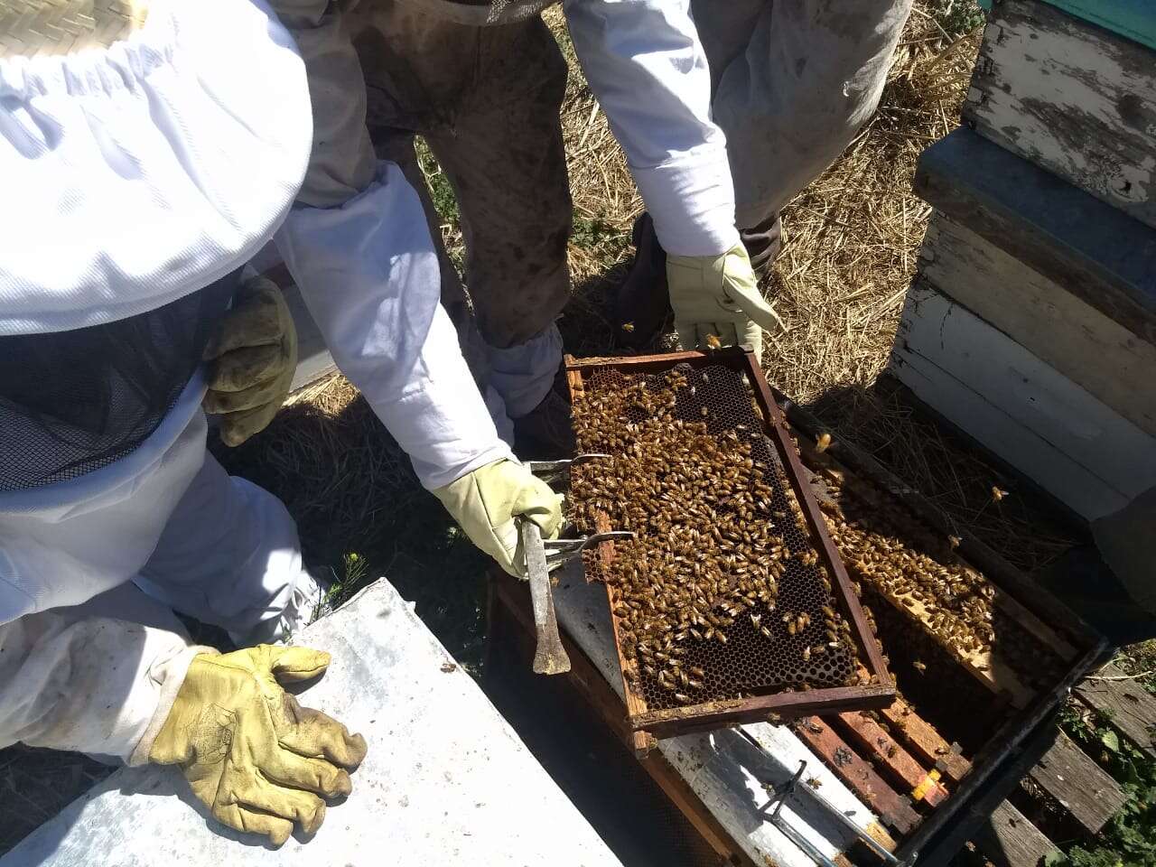 Apicultores pampeanos recibieron más de $ 36 millones