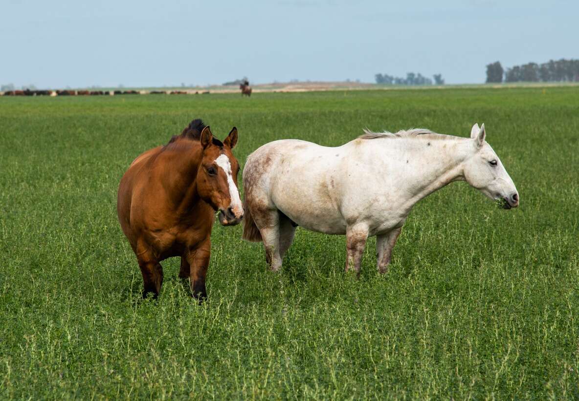 Encefalomielitis equina: investigan un caso sospechoso en La Pampa