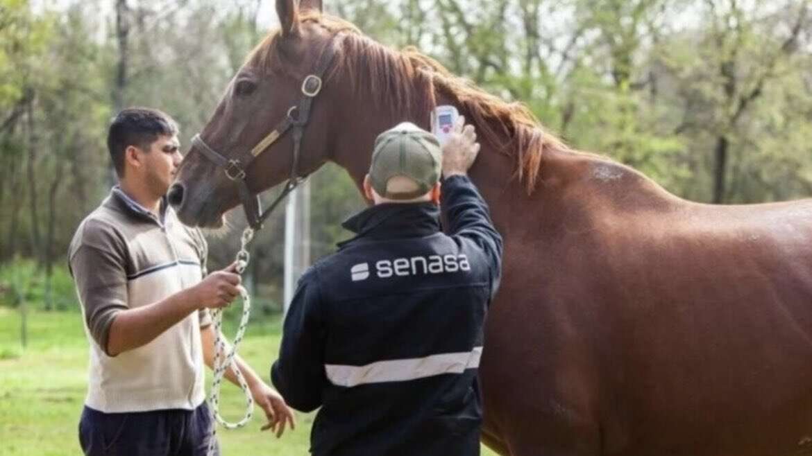 Encefalitis equina: Confirmaron la primera muerte y hay 12 casos en todo el país