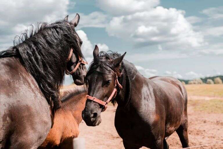 Uriburu: Detectaron un caso de encefalitis equina