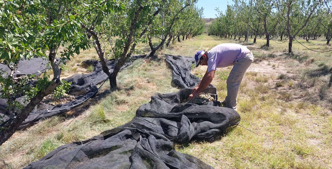 La Adela: Comenzó la cosecha destinada al mercado nacional