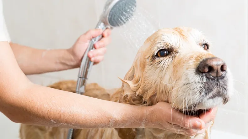 Cada cuántos días debes bañar al perro según la inteligencia artificial