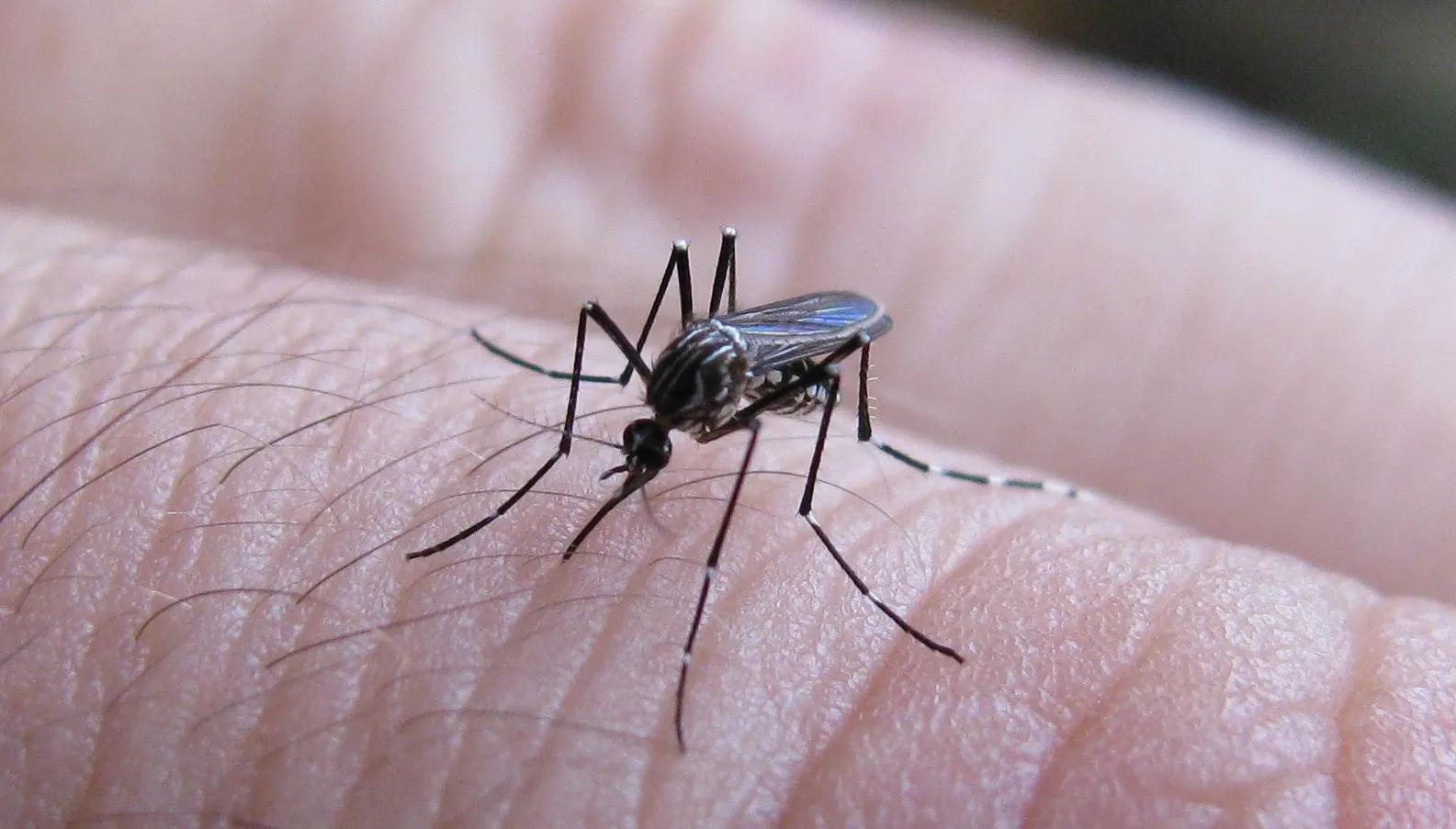 Tres nuevos casos autóctonos de dengue en General Pico