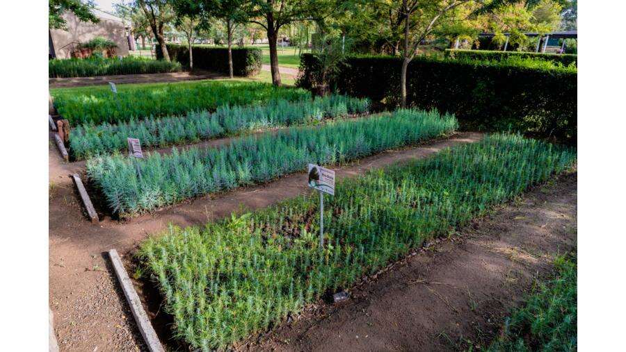 Los Viveros Forestales Provinciales continúan con la venta de plantas