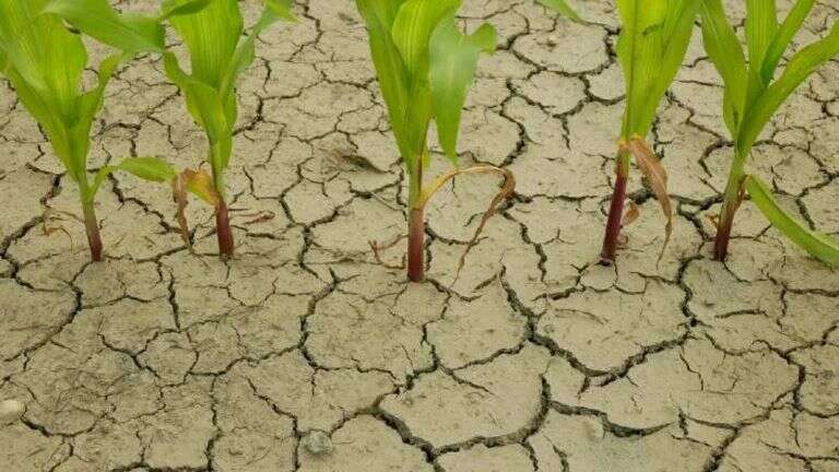 La Niña está por llegar a la Argentina: Se esperan fuertes sequías y un clima fuera de lo normal