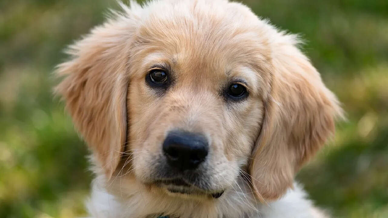 Inventos millonarios: crean un algoritmo que puede traducir el ladrido de los perros con IA
