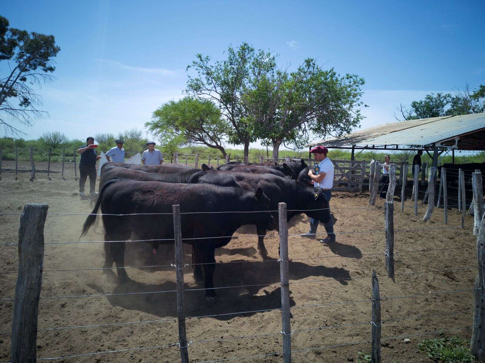 Entregaron toros con genética adaptada a la zona oeste provincial