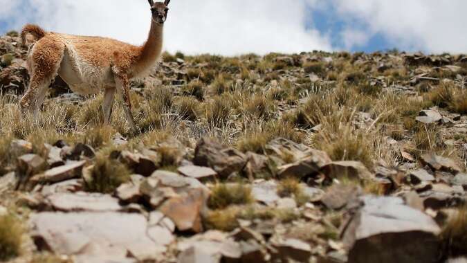 Cuatro cazadores furtivos fueron descubiertos mientras mataban guanacos en una reserva natural en Mendoza