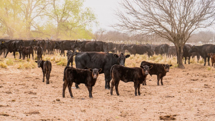 Tras 60 días, Nación homologó la emergencia agropecuaria en La Pampa