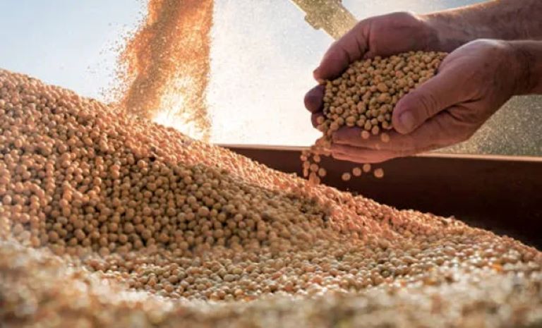 Las exportaciones regionales crecieron 23,8% en dólares y 25,7% en toneladas en 2024, según la CAME