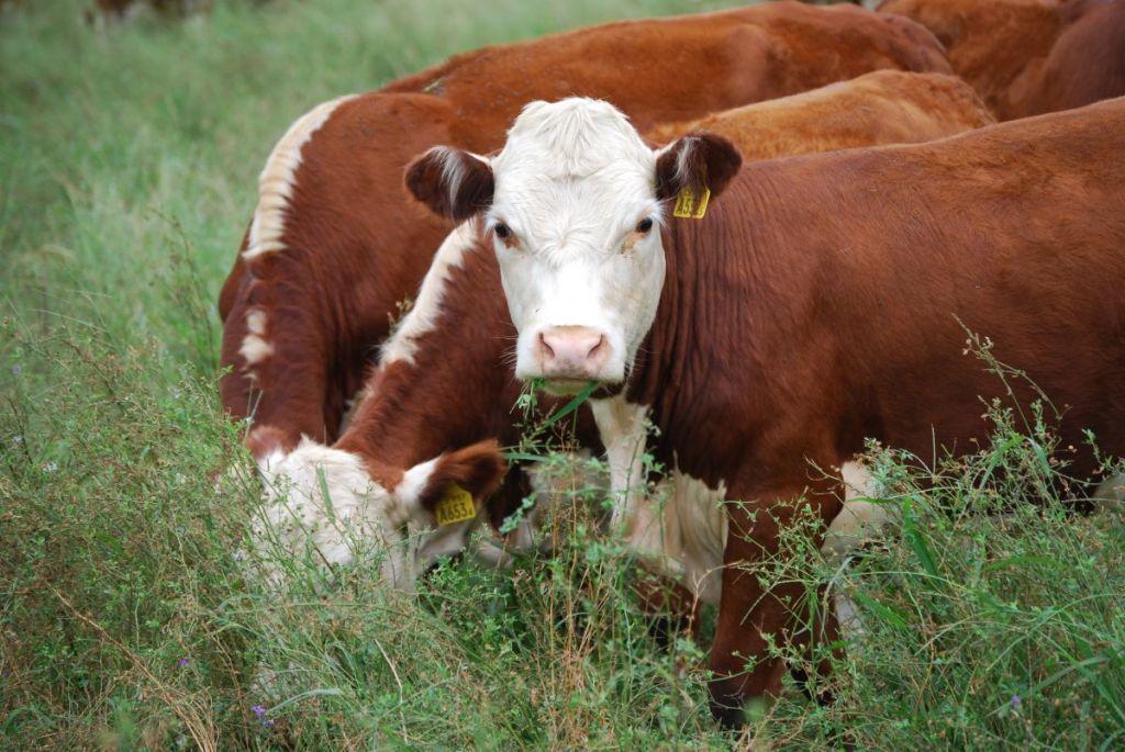 Senasa habilitó el ingresó de carne a la Patagonia