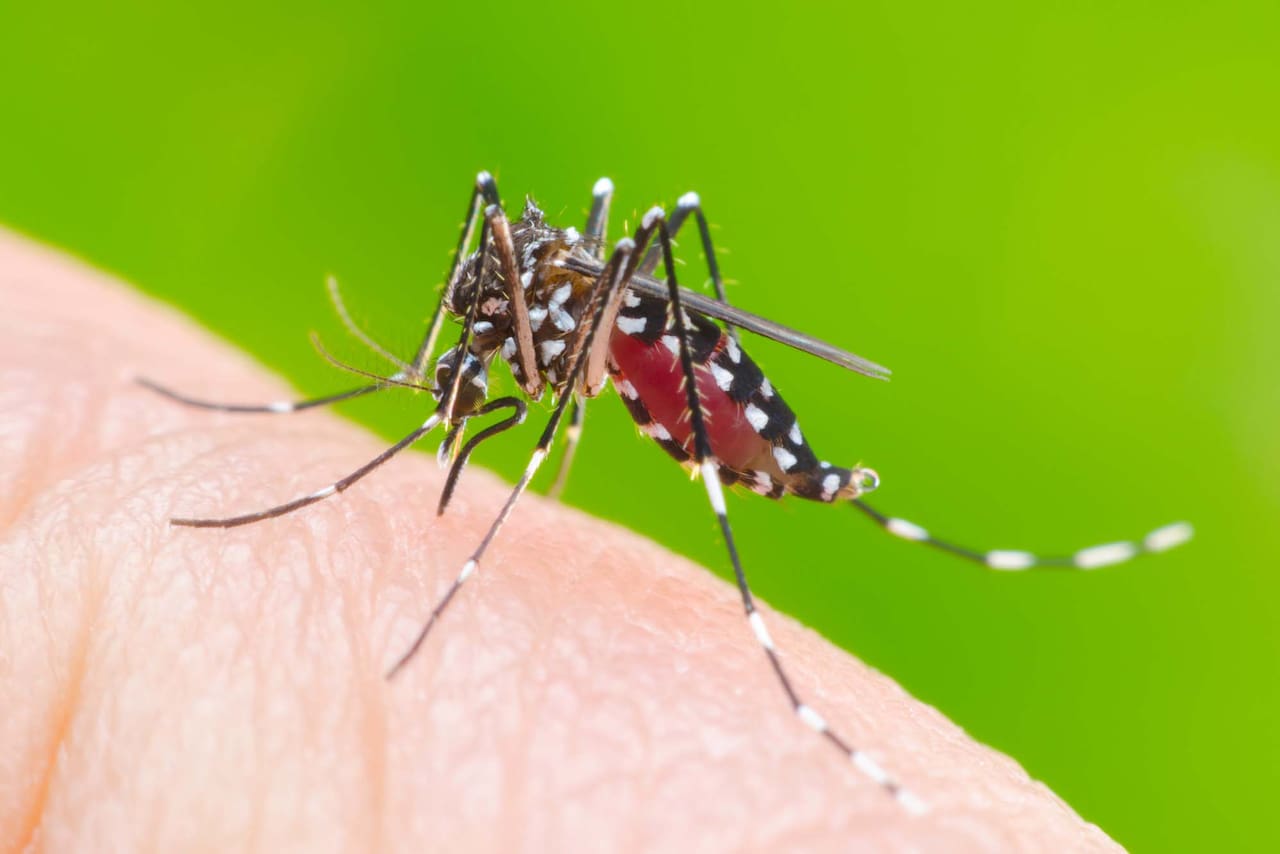 Salud Pública informó que son 150 los casos de dengue en la provincia, casi todos en General Pico