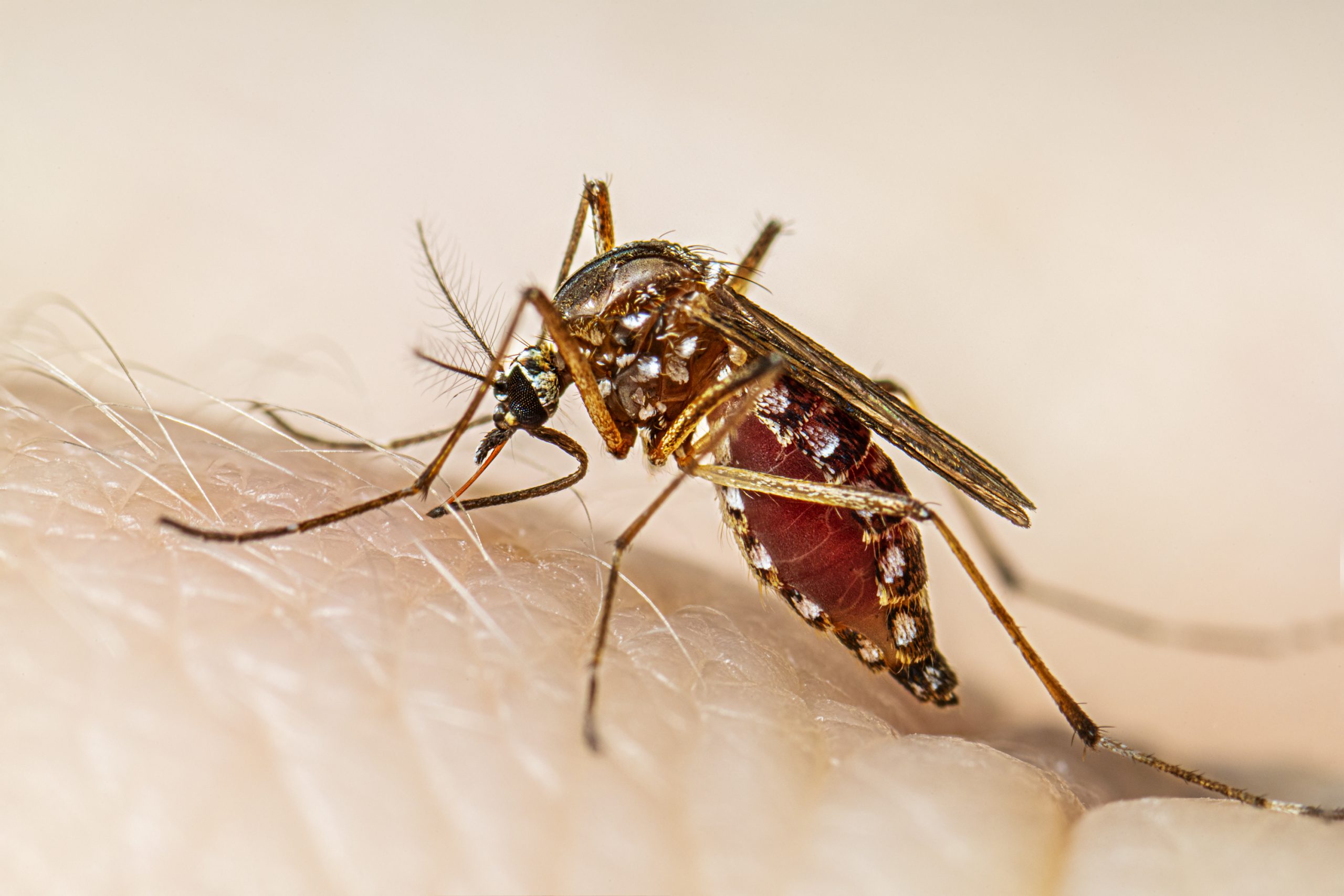 La Pampa: Ya son 28 los casos de dengue, 26 autóctonos