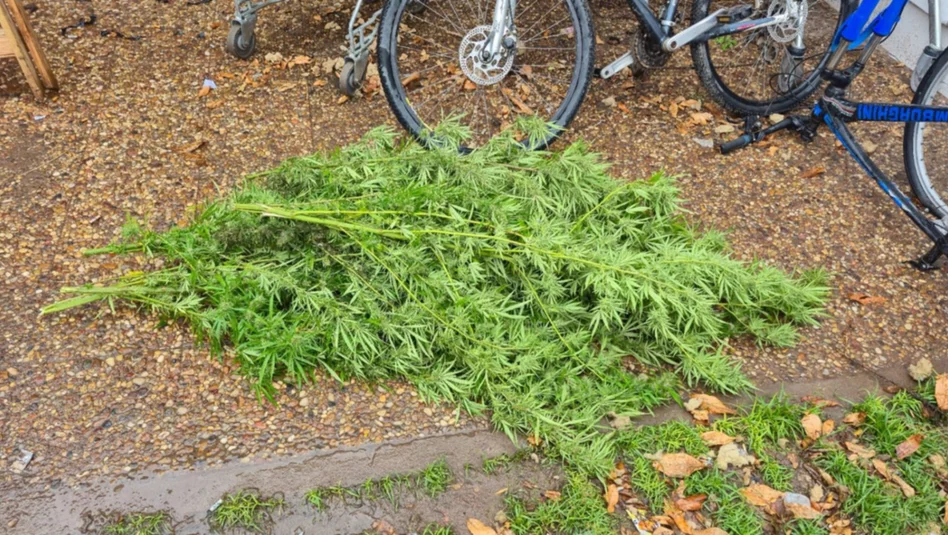 Santa Rosa: demoran a un joven tras robar plantas de cannabis y huir de la policía