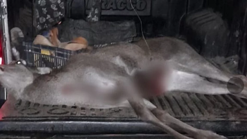 Demoran a tres cazadores por matar una cierva en un campo de Naicó