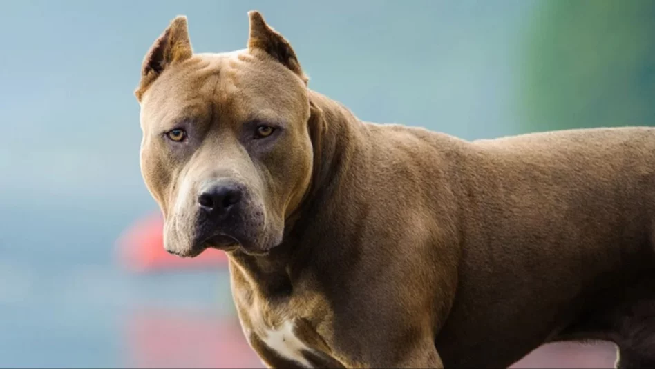 Un bebé de 9 meses fue atacado por un pitbull en Córdoba y está grave