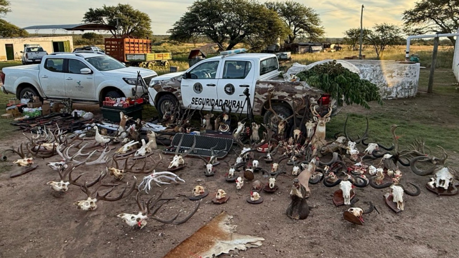 Allanamiento en zona rural: secuestraron armas, trofeos de caza y plantas de marihuana