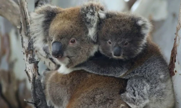 Australia: el Gobierno sacrificó a 750 koalas con francotiradores desde helicópteros tras un incendio
