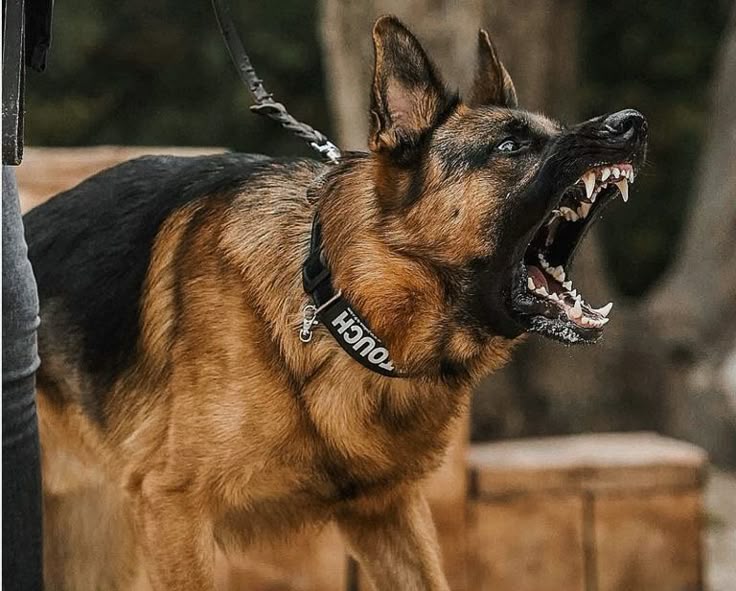 25 de Mayo: multas y sanciones ejemplares por ataques de perros