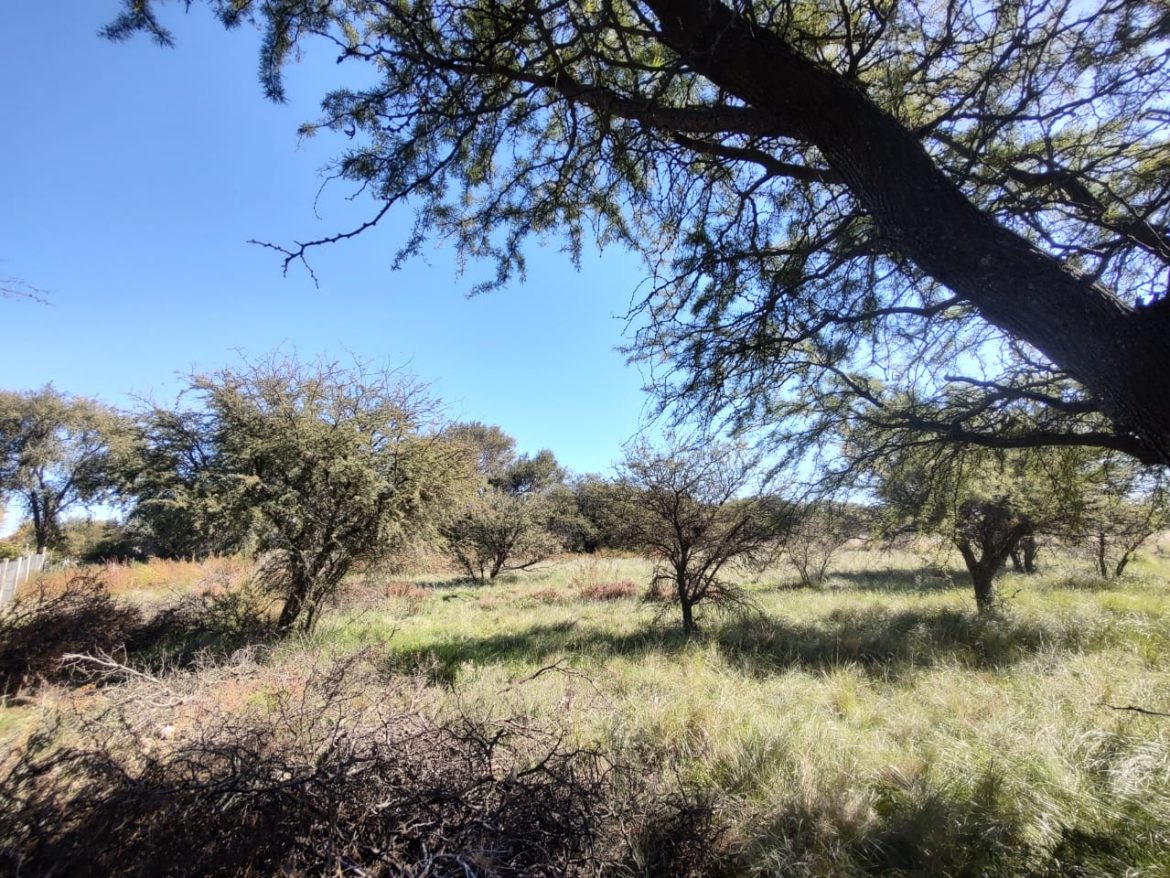 Alarma vecinal en Santa Rosa por venta de terrenos con monte nativo