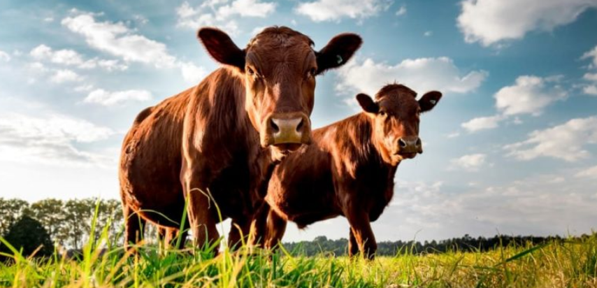El futuro del campo: cómo la ganadería regenerativa revitaliza la fertilidad de los suelos