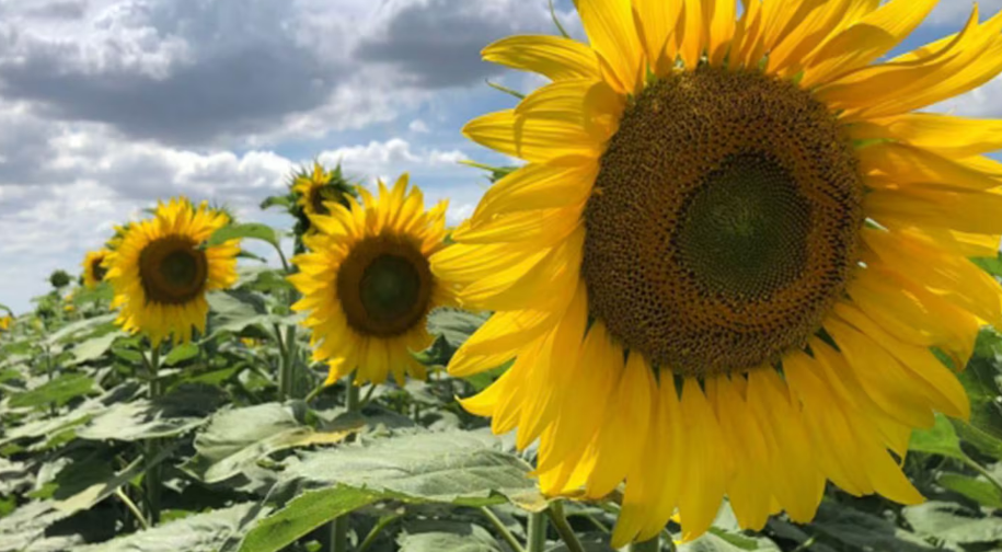 El girasol proyecta su segunda mayor siembra en 20 años