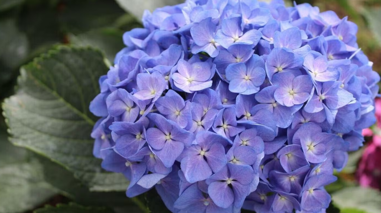 Qué hacer en primavera para que la hortensia explote de flores en verano, según un experto: “Sólo 2 minutos”