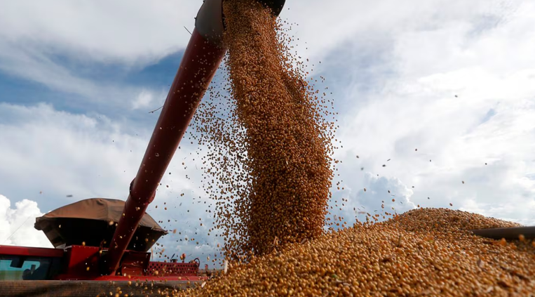 La soja subió este viernes un 2% en Rosario, pero acumuló una baja semanal de $20.000 por tonelada