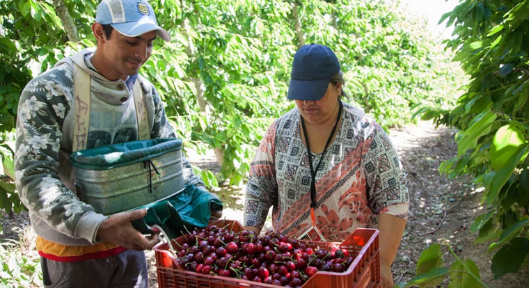 Aumentaron a $330.000 la ayuda por desempleo para trabajadores del campo