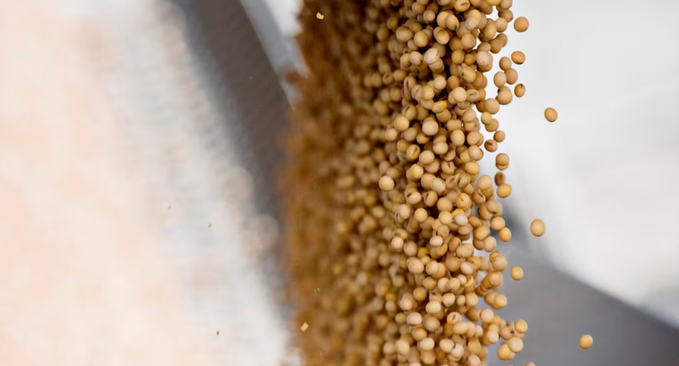 La soja se mantuvo estable durante la semana y cerró a $480 mil por tonelada en la previa electoral